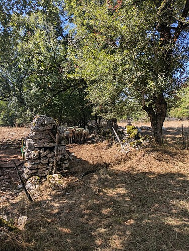 brebislunettesnoires_espédaillac