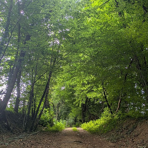 Chemin en sous-bois