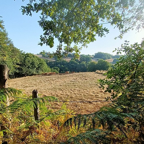 Troupeau sur le Ségala