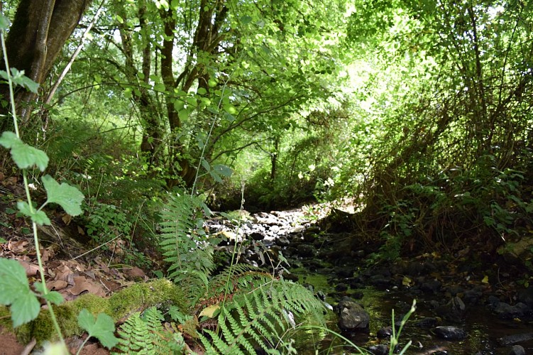 La Savrelle (ruisseau)