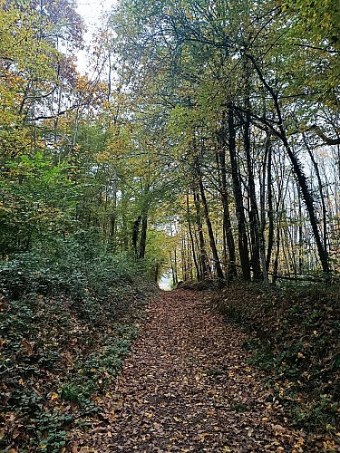 29- 1732034847455 (002)