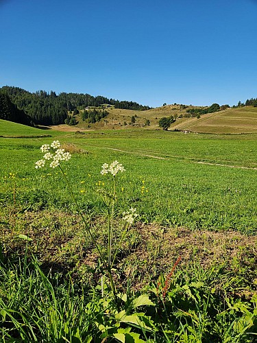 Sentier de randonnée - La Pointe de Miribel depuis Plaine-Joux_Bogève