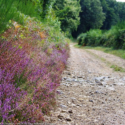 Chemin de Golas bordé de bruyères