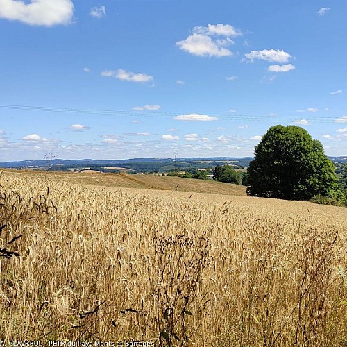 Vue depuis la sortie du bois de Moussanas