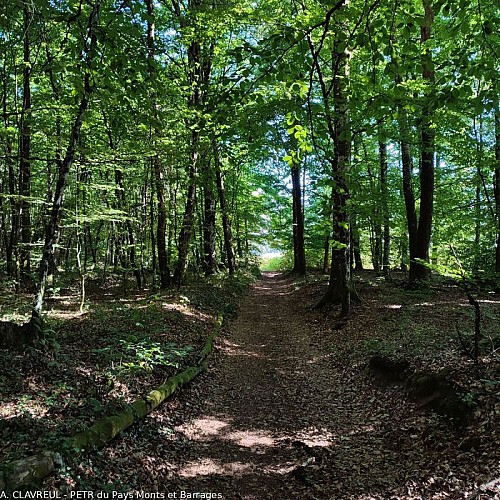 Chemin forestier des Puechs à Manzeix