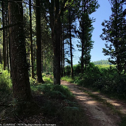 Chemin forestier du Puy de la Bessade