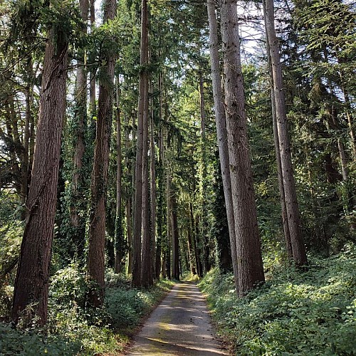 Route de Corneguère