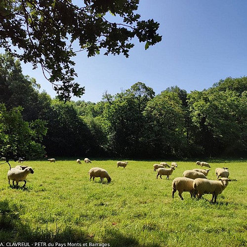Brebis limousines - Chemin des communaux
