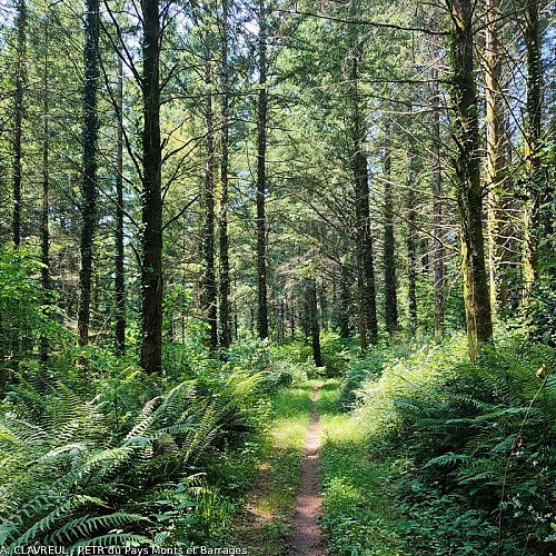 Chemin en sous bois du Massitrou à Lassiauve