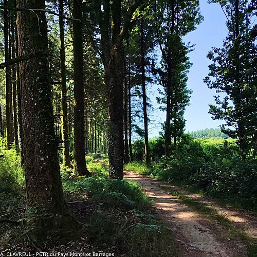 Sous-bois - Chemin du Puy de la Bessade