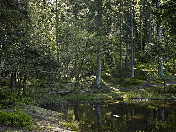 Circuit VTT C03 : De l'étang du Coucou vers la Haute Loge