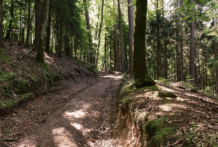 Circuit des 12 sources