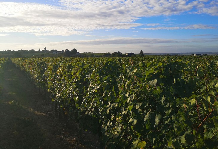 Circuit de randonnée : De bois en vigne et lavoirs - Variante_Vaudelnay