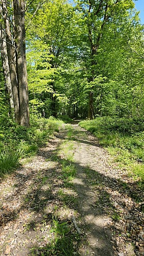 Sentier forestier