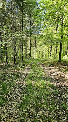 Sentier forestier