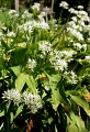 Jardin Botanique