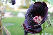 Jardin médiéval de Marguerite