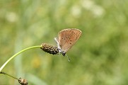Réserve Naturelle Régionale des Étangs de Mépieu
