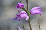 Réserve Naturelle Régionale des Étangs de Mépieu