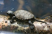 Réserve Naturelle Régionale des Étangs de Mépieu