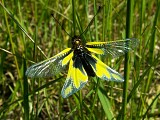 Réserve Naturelle Régionale des Étangs de Mépieu