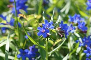 Réserve Naturelle Régionale des Étangs de Mépieu