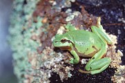 Réserve Naturelle Régionale des Étangs de Mépieu