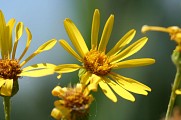 Réserve Naturelle Régionale des Étangs de Mépieu