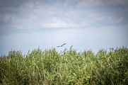 De MONTOIR-DE-BRETAGNE à SAINTE-REINE-DE-BRETAGNE en 1 jour