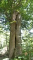 Dans la forêt des moines