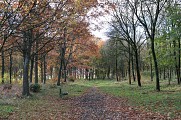 Arboretum