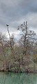 Cormorans sur la Marne