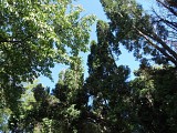 La forêt de la Houve