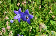 Conservatoire National des Plantes