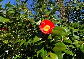 Jardin des Camélias