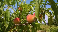 Verger-conservatoire des amis des arbres et de la nature de Vichy et sa région