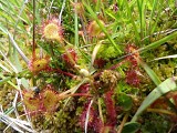 Drosera