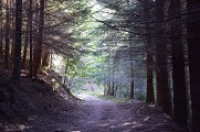 Sous-bois de Douglas
