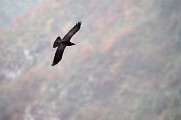 Le grand corbeau