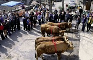 Bœufs de Pâques