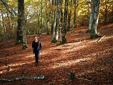 Forêt de hêtres