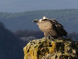 Le vautour fauve