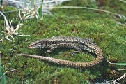 Lézard vivipare