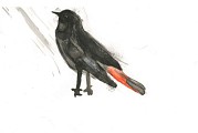 Le rouequeue noir par Elodie