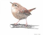 Oiseaux des causses et des gorges