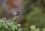 Mésange noire
