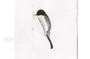 La mésange noire par Téa