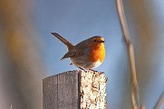 Rouge gorge