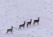Chevreuil dans la neige