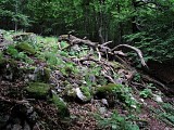 Sentier de la châtaigneraie
